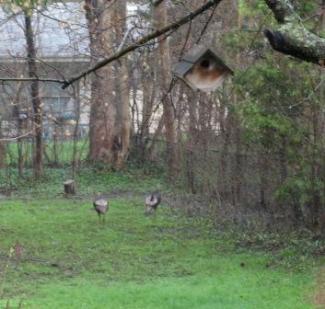 turkeys in the backyard2